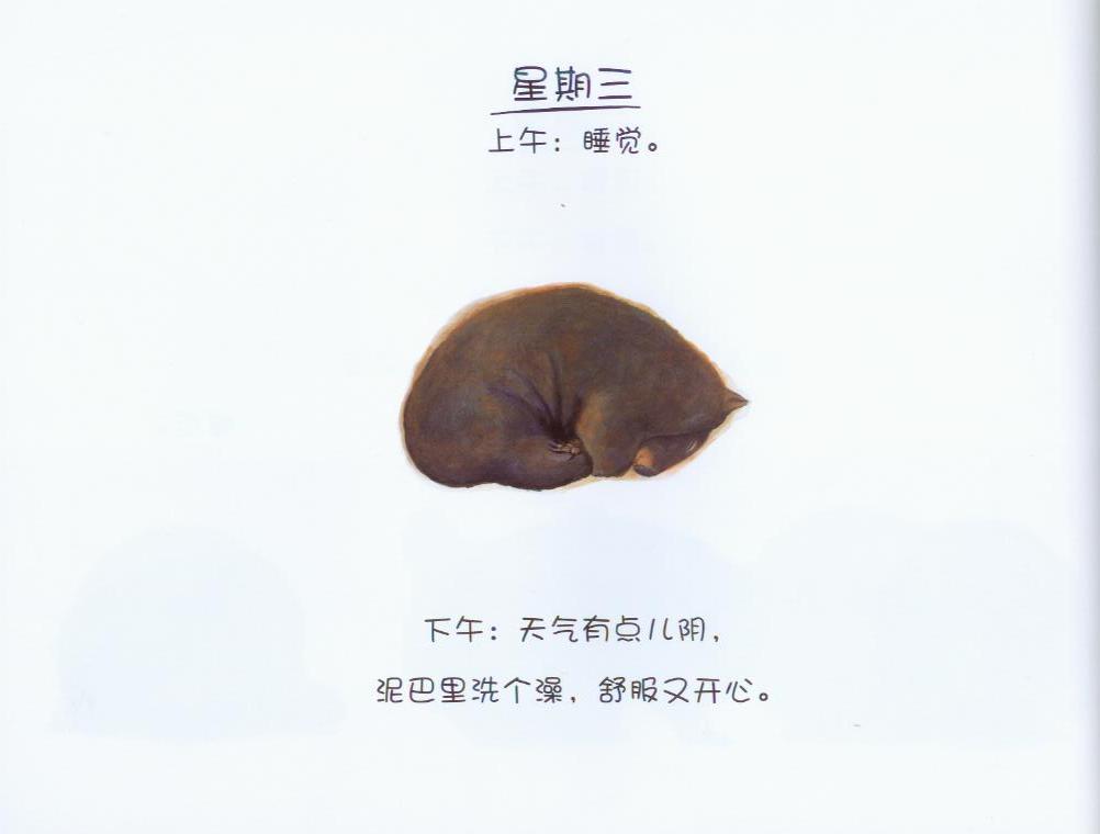 袋熊日记 (06),绘本,绘本故事,绘本阅读,故事书,童书,图画书,课外阅读